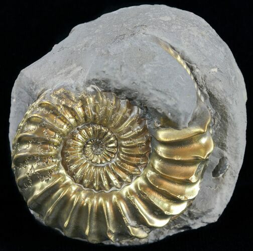 Pyritized Pleuroceras Ammonite - Germany #60263